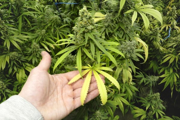 Person inspecting cannabis plant